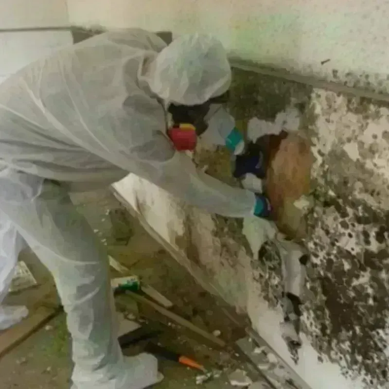 Mold Remediation and Removal in Von Ormy, TX